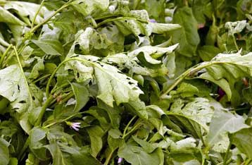 Σοβαρές καταστροφές σε καλλιέργειες από χαλαζόπτωση στη Δράμα