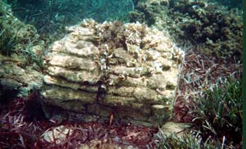 Την Αιγαιοπελαγίτικη ιστορία «αφηγούνται» οι απολιθωμένοι κορμοί του βυθού της Λέσβου