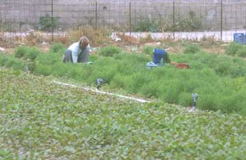 Βελτίωση του αγροτικού εισοδήματος την περίοδο 2002-2007 «βλέπει» ο ΟΟΣΑ