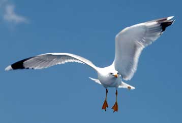 Επιθέσεις… γλάρων εναντίον κατοίκων του Κιέλου στη Γερμανία