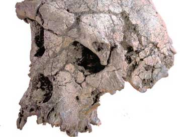 Στο Τσαντ εντοπίστηκε το κρανίο του αρχαιότερου μέλους της ανθρώπινης οικογένειας