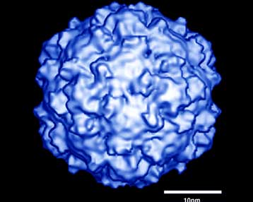 Επιστήμονες στις ΗΠΑ κατάφεραν να δημιουργήσουν τον πρώτο συνθετικό ιό στο εργαστήριο