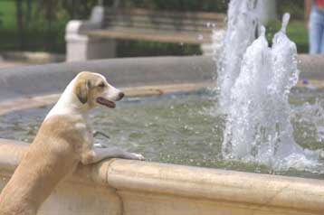 Σε ετοιμότητα ο κρατικός μηχανισμός για την αντιμέτωπιση του κύματος καύσωνα
