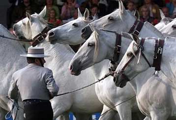 Η σύγκριση του μιτοχονδριακού DNA αποκαλύπτει την ιστορία της εξημέρωσης των αλόγων