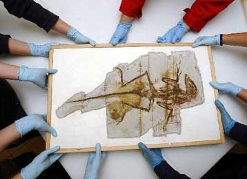 Φως στην εξελικτική διαδικασία των πουλιών από το απολίθωμα του «χνουδωτού αρπακτικού»