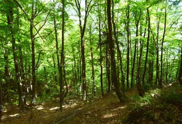 «Πράσινο φως» από το ΣτΕ για έλεγχο των οικοπεδοποιήσεων δασικών εκτάσεων