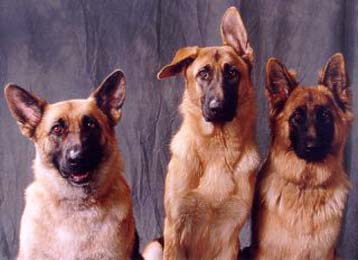 Οι σκύλοι και μετρούν, και μιλούν και είναι εξυπνότεροι από όσο πιστεύουμε!