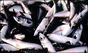 Η κατανάλωση ψαριών ελαττώνει τον κίνδυνο καρδιαγγειακών νοσημάτων