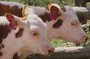 Κλωνοποιημένα βοοειδή παράγουν ανθρώπινα αντισώματα