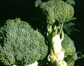 Χημική ουσία που περιέχεται στα λαχανικά ίσως αποτελέσει τη βάση για αντικαρκινικά φάρμακα