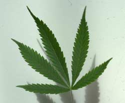 Αποτελεσματικό κατά του πόνου αποδεικνύεται πειραματικό φαρμακευτικό σκεύασμα