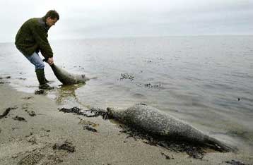Επικίνδυνη εξάπλωση θανατηφόρου ιού για τις φώκιες στη βόρεια Ευρώπη
