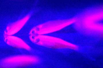 Το γονίδιο που προδιαθέτει στο έγκλημα φέρνουν στο φως Βρετανοί επιστήμονες