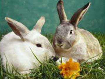 Γενετικά τροποποιημένος ιός «απειλεί» με στείρωση τους λαγούς της Αυστραλίας