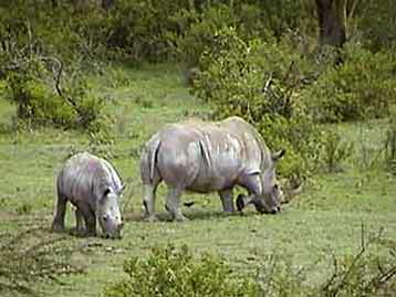 Με εξαφάνιση απειλείται ο ασιατικός ρινόκερος