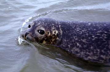 Με άλλο μάτι είδαν τις πλημμύρες οι «ένοικοι» του ζωολογικού κήπου της Πράγας