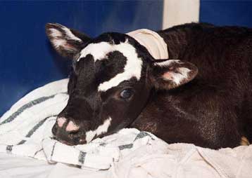 Κινδύνους εγκυμονεί η κατανάλωση προϊόντων από κλωνοποιημένα ζώα