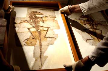 Το κρύο εξόντωσε τους δεινόσαυρους, σύμφωνα με Αυστραλούς επιστήμονες