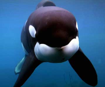 Τη θανάτωση του Κέικο προτείνει Νορβηγός επιστήμονας ξεσηκώνοντας θύελλα αντιδράσεων