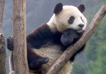 Αναποτελεσματικό αποδείχθηκε το Viagra στην περίπτωση των έγκλειστων πάντα