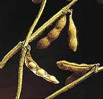 Ευεργετική επίδραση της σόγιας στις πάσχουσες από διαβήτη τύπου II