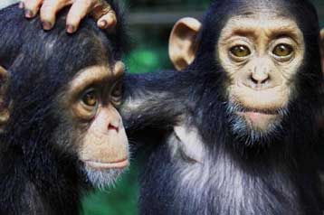 Υπό τον κίνδυνο εξάλειψης το ένα τρίτο των πρωτευόντων θηλαστικών του πλανήτη