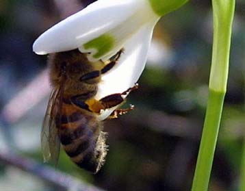 Και τα έντομα μπαίνουν στον αγώνα για την καταπολέμηση των βλαβερών… εντόμων