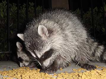 «Επέλαση» εκατοντάδων ρακούν σε πόλεις της Γερμανίας προβληματίζει τους βιολόγους