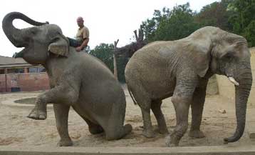 Σήμα κινδύνου για τους ελέφαντες που «υπηρετούν» στους ζωολογικούς κήπους της Ευρώπης