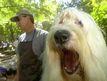 Λέμε «ναι» στην κλασσική μουσική, δηλώνουν οι σκύλοι προς ενημέρωση των αφεντικών τους