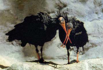 Σε κίνδυνο ο μισός πληθυσμός των πουλιών που βρίσκουν καταφύγιο στα βουνά της Ευρώπης