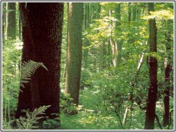 Αμφιβολίες για την επιστημονική ορθότητα των προβλέψεων του Πρωτοκόλου του Κιότο