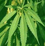 Η ινδική κάνναβη ενδέχεται να προκαλεί σχιζοφρένεια