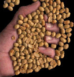 Οι αποξηραμένοι καρποί σόγιας ελαττώνουν την αρτηριακή πίεση