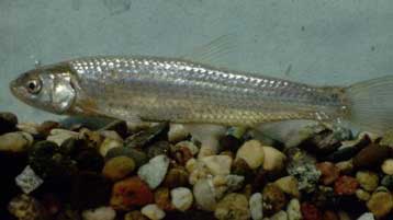 Στη χορτοφαγία επιχειρούν να… στρέψουν τα ψάρια επιστήμονες από τη Βρετανία