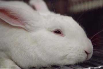 Φραγμό στις δοκιμές καλλυντικών στα ζώα  θέτει η ΕΕ από το 2009