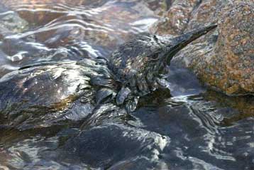 Συνεχίζεται η διαρροή πετρελαίου στις ακτές της Ισπανίας από το δεξαμενόπλοιο Prestige