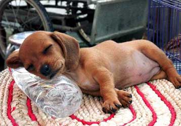 Τρεις εξημερωμένες λύκαινες έδωσαν πριν από 15.000 χρόνια ζωή σε όλους τους σκύλους