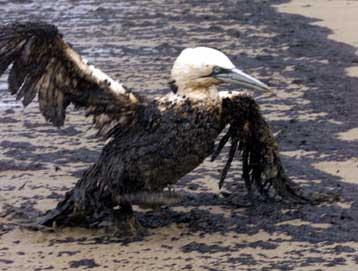 Τεράστια οικολογική καταστροφή απειλεί τις ακτές της Ισπανίας