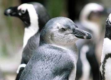 Μυστήριο τυλίγει το θάνατο χιλιάδων πιγκουίνων στα νησιά Φόκλαντς