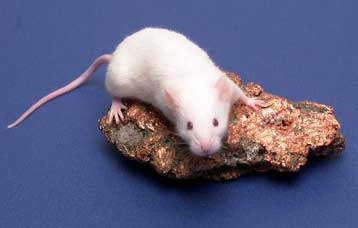 Ανάπτυξη νεφρών σε ποντίκια με τη μεταμόσχευση ανθρώπινων εμβρυϊκών κυττάρων