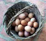 Κίνδυνο λοίμωξης από σαλμονέλα κρύβει η κατανάλωση ωμών αβγών