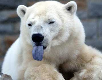 Με εξαφάνιση κινδυνεύει η πολική αρκούδα εντός 100 ετών, προειδοποιούν επιστήμονες
