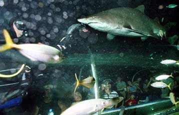 Ραγδαία η μείωση του πληθυσμού των καρχαριών στον Ατλαντικό