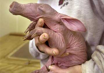 Νέα μελέτη «στέφει» τον μυρμηγκοφάγο αρχαίο πρόγονο όλων των θηλαστικών