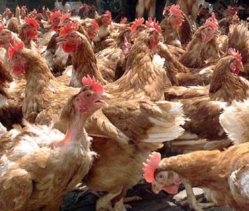 Οι Βρυξέλλες απαγόρευσαν τα κοτόπουλα από τρεις αμερικανικές πολιτείες