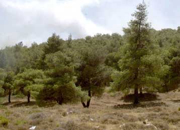 Καταπατήσεις στην περιουσία του Δημοσίου σε ποσοστό έως και 61% αποκαλύπτει το ΤΕΕ