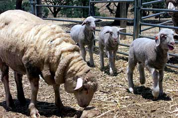 Μυστήριο καλύπτει τον θάνατο του πρώτου κλώνου προβάτου της Αυστραλίας