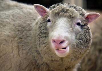 H Ντόλι, το πρώτο κλωνοποιημένο πρόβατο, πέθανε από ασθένεια των πνευμόνων