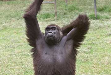 Το γονίδιο-«κλειδί» για τη μοναδικότητα του ανθρώπου εντόπισαν Αμερικανοί επιστήμονες